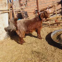 یک نری و یک گیسه چاق نزات مناسب کشتن نذر|حیوانات مزرعه|بم, |دیوار