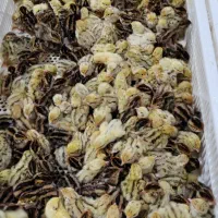 جوجه بلدرچین