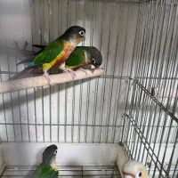 گرینچیک سرلاکی ملنگو رنگی شاه طوطی خورشیدی راهب|پرنده|شیراز, شهرک گلها|دیوار