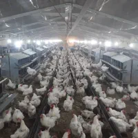 نیازمند کارگر جهت مرغداری مادرگوشتی بیدخت گناباد