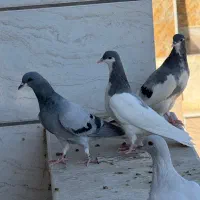 ۴ تا کفتر شهری سو سبز زرنگ ورزیده|پرنده|شیراز, قصرالدشت|دیوار