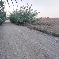 زمین کشاورزی و باغی قلندرمحله|فروش زمین و ملک کلنگی|گرگان, |دیوار