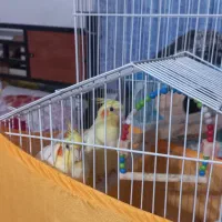 طوطی عروس هلندی نر و ماده|پرنده|صومعه‌سرا, |دیوار