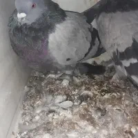 کبوترپراصلی