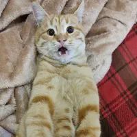 واگذاری گر‌به