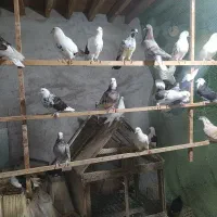 کبوتر|پرنده|قشم, |دیوار