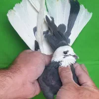 گرفتنی ۸تا یکجا|پرنده|تهران, مولوی|دیوار