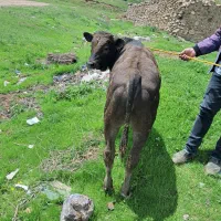 گوساله نژاد اصیل درجه یک