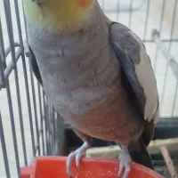 عروس هلندی نر سنخگو