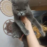 گربه اسکاتیش ماده