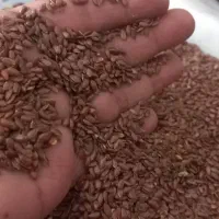 خریدوفروش انواع بذر یونجه باقله نخود فرنگی پیاز|خدمات باغبانی و درختکاری|داراب, |دیوار