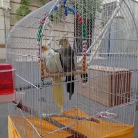 یک جفت عروس هلندی