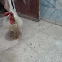 یه عدد خروس سفید