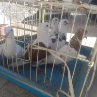 کبوتر|پرنده|چناران, |دیوار