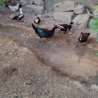 اردک روسی|حیوانات مزرعه|حمیدیه, |دیوار