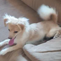 سگ اشپیتز پامر|سگ|آستانه اشرفیه, |دیوار