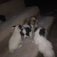 سگ پا کوتاه|سگ|خوی, |دیوار