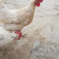 ۳ عدد مرغ ۱سال ۴ماهشونه با پنجره ۸۰ در ۸۵|حیوانات مزرعه|آران و بیدگل, |دیوار