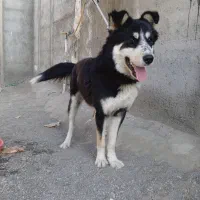 سگ هاسکی باتوله اشپیتز|سگ|مشهد, موسوی قوچانی|دیوار