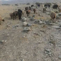 12راس میش خوب ترکی  برای داشت|حیوانات مزرعه|اقلید, |دیوار