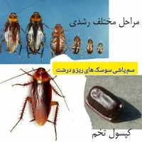 سمپاشی ساس.سوسک سم پاشی موش کنه گال و تمام حشرات|خدمات نظافت|مشهد, ولیعصر (شهرک غرب)|دیوار