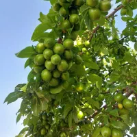 زمین مناسب گلخانه|فروش دفتر صنعتی، کشاورزی، تجاری|اراک, |دیوار