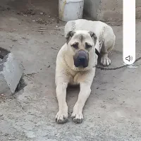 سگ نگهبان و گله