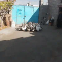 غاز معلمولی