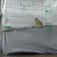 سهره قناری پنج دهن اصلی