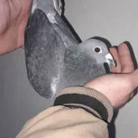 دوبر پلاکی ماده