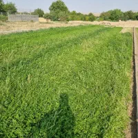 زمین کشاورزی روستای خداقلی مناسب باغ و کارگاه و...