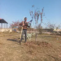 هرس کردن درخت|خدمات باغبانی و درختکاری|اردبیل, |دیوار