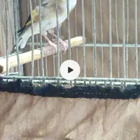 سهره ماده کارداده