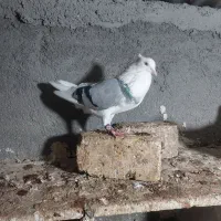 کبوتر|پرنده|سیلاخور, |دیوار