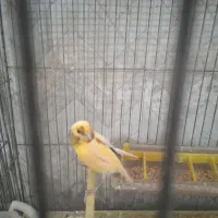 قناری دو عدد. نر