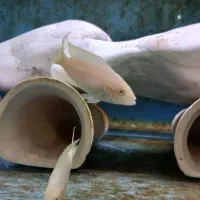 بریچاردی مولد|ماهی|مشهد, شهرک امام هادی (شهرک غرب)|دیوار