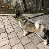 امریکن آکیتا