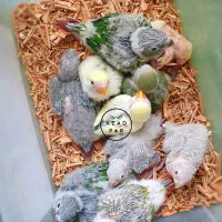 جوجه گرینچیک سرلاکی