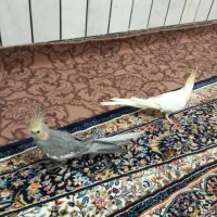 پرنده|پرنده|اسدآباد, |دیوار