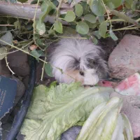 خوکچه هندی|موش و خرگوش|اسدآباد, |دیوار