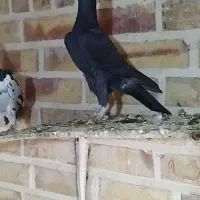 کبوتر کاریر درجه یک مولد و جوجه