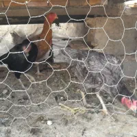 مرغ لاری و دو رگ