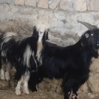 چپش (پازن )|حیوانات مزرعه|اندیمشک, |دیوار