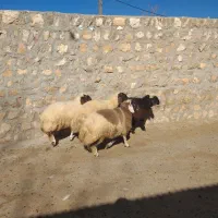 بره نر وماده