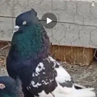 نر سینه سیاه