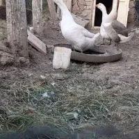 قو غاز سفید نز جوان. فقط سفید فروشه. یک ساله