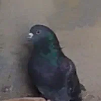 کبوتر اوچان|پرنده|ابهر, |دیوار