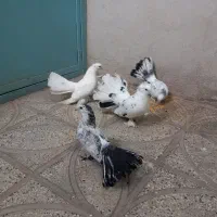 کبوتر زینتی پاپر کاکل دم چتری سینه لرزان|پرنده|قرچک, داوود آباد|دیوار