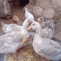 اوردک شمالی