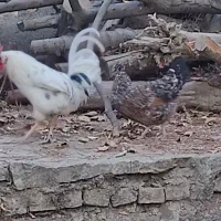 مرغ و خروس گلین لری